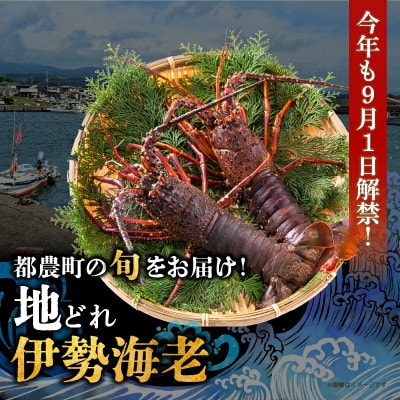 【旬の海幸!!】伊勢海老 (約1kg)【T013-0015】