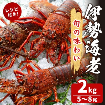 【旬の海幸!!】伊勢海老 (約2kg)【T013-0025】