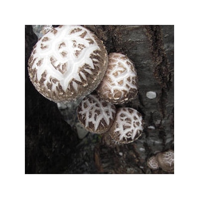 【厳選】椎葉産 干し椎茸 170g 原木 乾しいたけ 産地直送 JA-21