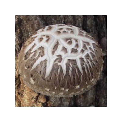 【厳選】椎葉産 干し椎茸 170g 原木 乾しいたけ 産地直送 JA-21