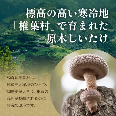 【特撰】 椎葉村産 乾し椎茸 香菇 (こうこ) 270g【森のステーキ】JA-31