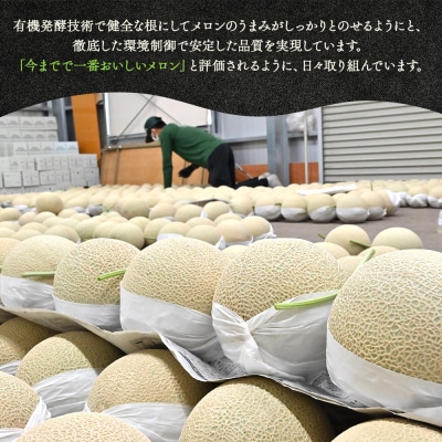 メロン 1玉入り 一果相伝マスクメロン 1玉 青肉 tn-0010