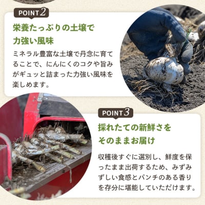 青森県三沢市産 にんにく (1kg)