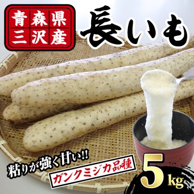 ＜先行予約受付中!R8年8月下旬以降順次発送予定＞青森県三沢市産 長いも (5kg)