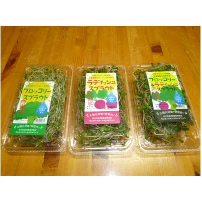 ブロッコリースプラウト　40g×10パック