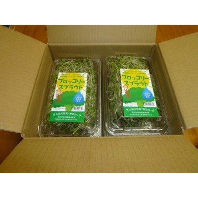 ブロッコリースプラウト　40g×10パック