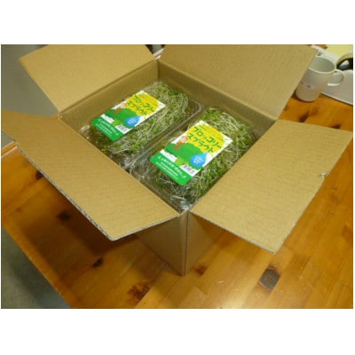ブロッコリースプラウト　40g×10パック