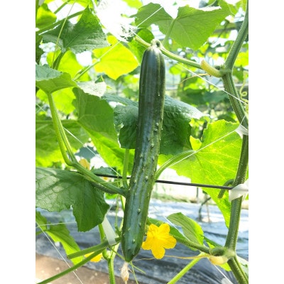 久米南町産　里海きゅうり 【訳あり】約5kg
