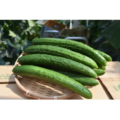 久米南町産　里海きゅうり 20本入(約3kg)