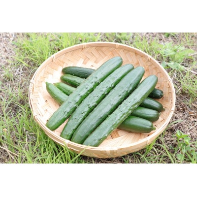 久米南町産　里海きゅうり 20本入(約3kg)