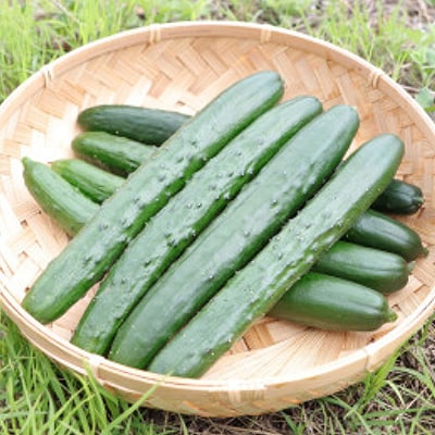 久米南町産　里海きゅうり 約3kg