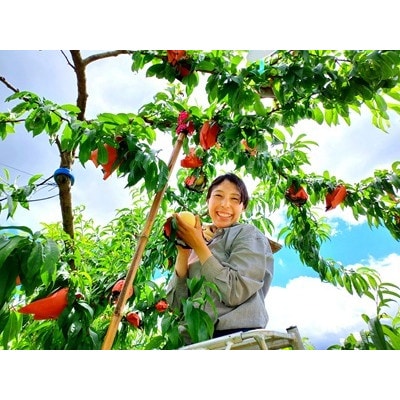 岡山県産 樹熟し白桃 5-8玉(約2kg)