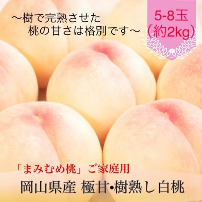 【2027年発送】岡山県産 極甘・樹熟し白桃『まみむめ桃』(ご家庭用) 化粧箱入り