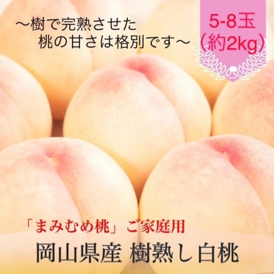【2027年発送】岡山県産 樹熟し白桃『まみむめ桃』(ご家庭用) 化粧箱入り