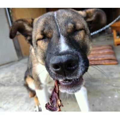 鹿肉ジャーキー　犬用　Lサイズ×2