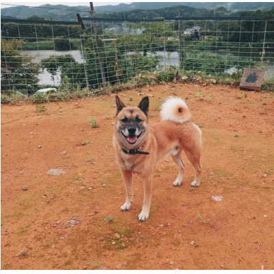 鹿肉ジャーキー　犬用　Lサイズ×3