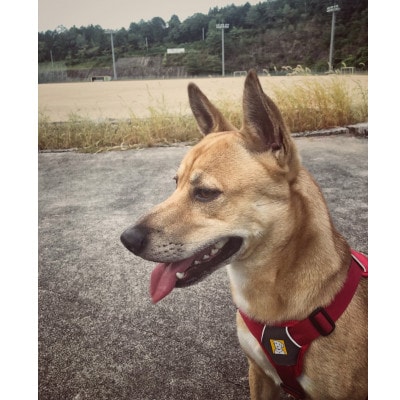 鹿　あばら　犬用　Mサイズ×2