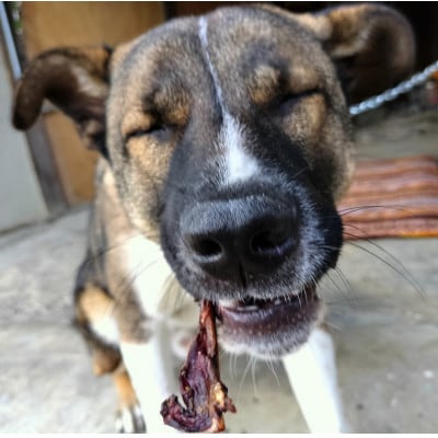鹿　あばら　犬用　Mサイズ×3