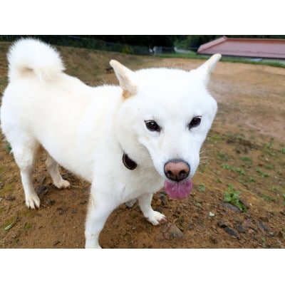 鹿　あばら　犬用　Lサイズ×3
