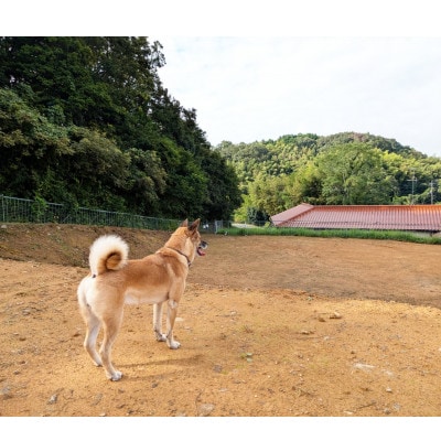 鹿　あばら　犬用　Lサイズ×3