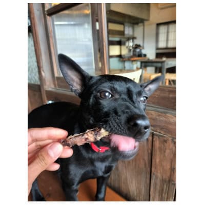 鹿　内臓パック　犬用　Mサイズ×3