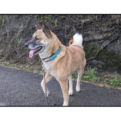 米粉クッキー　犬用　Lサイズ×2