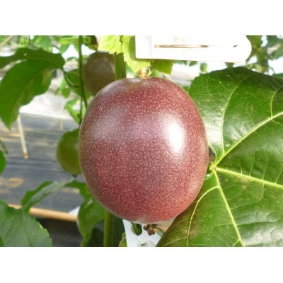 【2026年6月より順次発送】カイトフルーツの自宅用パッションフルーツ3kg