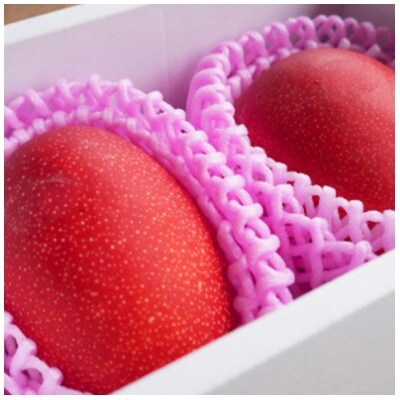 先行予約!2026年7月発送 徳之島 伊仙町 盛農園より徳之島マンゴー 約2kgをお届け!【化粧箱】