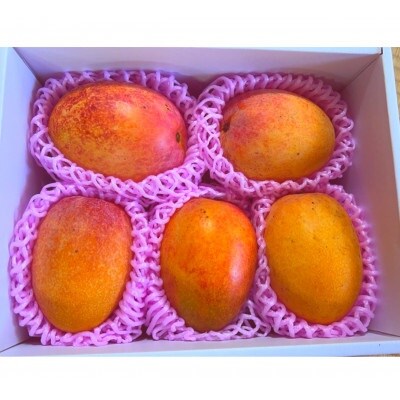 先行予約!2026年7月発送 徳之島 伊仙町 盛農園より徳之島マンゴー 約2kgをお届け!【自宅用】