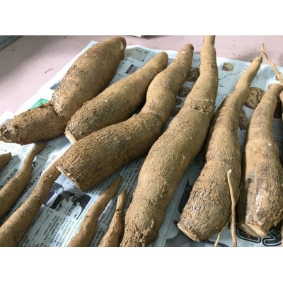 きゃっポテ(真空パック冷凍)300g×2袋