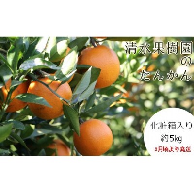 <2027年1月下旬より発送>清水果樹園のたんかん約5kg(化粧箱入り)