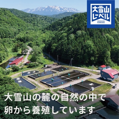 大雪山連峰の雪どけ水で育てた北海道大雪サーモン刺身用900g(約150g×6個程度)【1204】