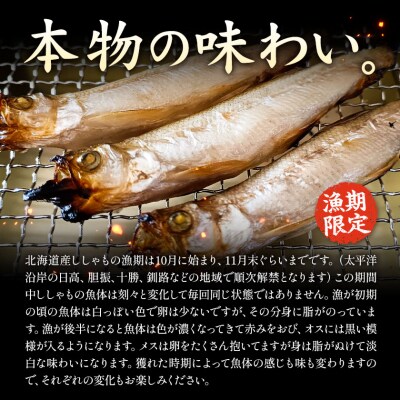 北海道産 ししゃも M40尾セット(オス20尾メス20尾) 有限会社阿部水産《14日以内に出荷予定》
