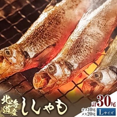 北海道産 ししゃも L30尾セット(オス10尾メス20尾) 有限会社阿部水産《14日以内に出荷予定》