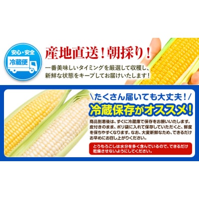 【先行予約】とうもろこし 約 10本 4kg のざわ農園 《2026年8月上旬-9月中旬頃出荷》