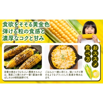 【先行予約】とうもろこし 約 10本 4kg のざわ農園 《2026年8月上旬-9月中旬頃出荷》