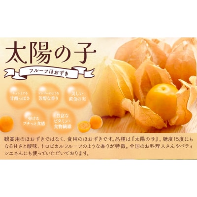 【先行予約 】フルーツ ほおずき 太陽の子 約500g のざわ農園《10月上旬-11月上旬頃出荷》