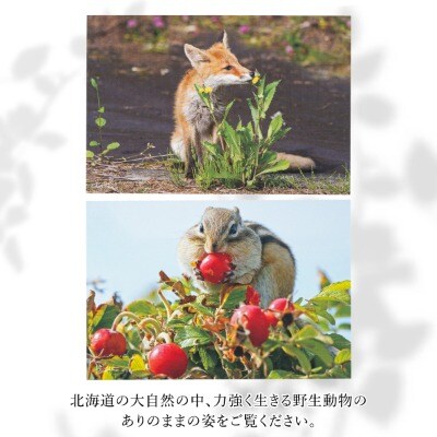 【野生塾　泊和幸】ポストカードセット　里山の宇宙(動物)