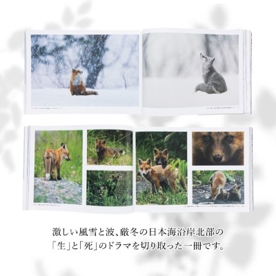 【野生塾】里山の宇宙(さとやまのくうかん)　キタキツネ【泊和幸　野生塾】