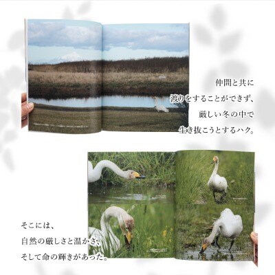 【写真集】飛べない白鳥ハク　彩流社　【野生塾　泊和幸】
