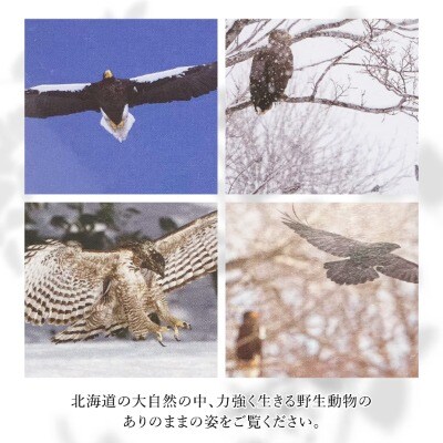 【野生塾　泊和幸】ポストカードセット　里山の宇宙(野鳥)