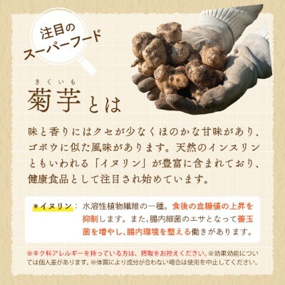 【北海道　遠別町産】菊芋パウダー 100g×5袋　イヌリンが豊富!スーパーフード