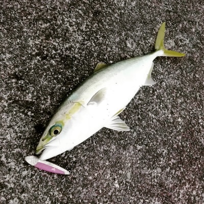 ぶるぶる80 フィッシング ルアー 2個 セット 釣り 具(a14-033)