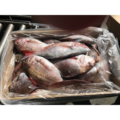 天然 国産 真鯛 の 鯛めしの素(2合用)(a10-896)