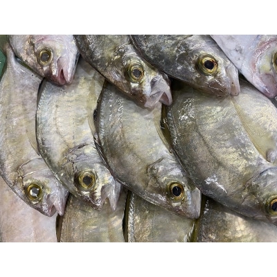 【チルドでお届け】朝干しひものセット5種以上!(a10-431)