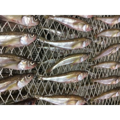 【チルドでお届け】朝干しひものセット5種以上!(a10-431)