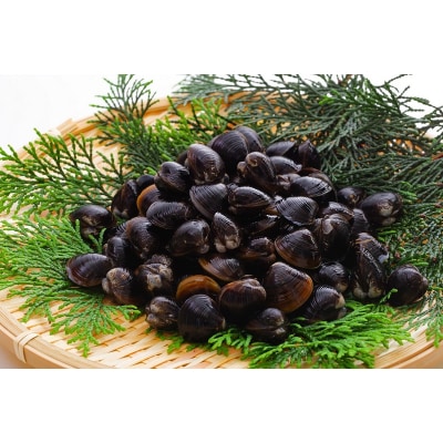 だし専門店・勝男屋のしじみだし8袋入×6袋(a10-942)