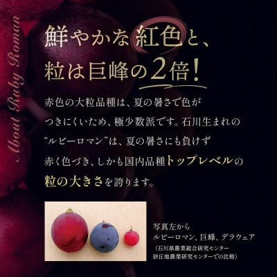 【先行受付】ルビーロマン 1房 500g ぶどう F6P-2104