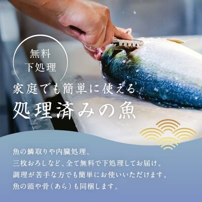 旬の鮮魚詰合せ 6～7種 下処理済み 刺身 鮮魚 海の幸 魚 F6P-0564