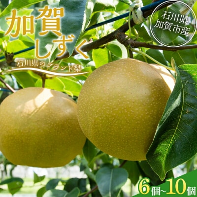 先行受付 梨 加賀しずく 1箱 6～10個 石川県加賀市産 果物 F6P-1951